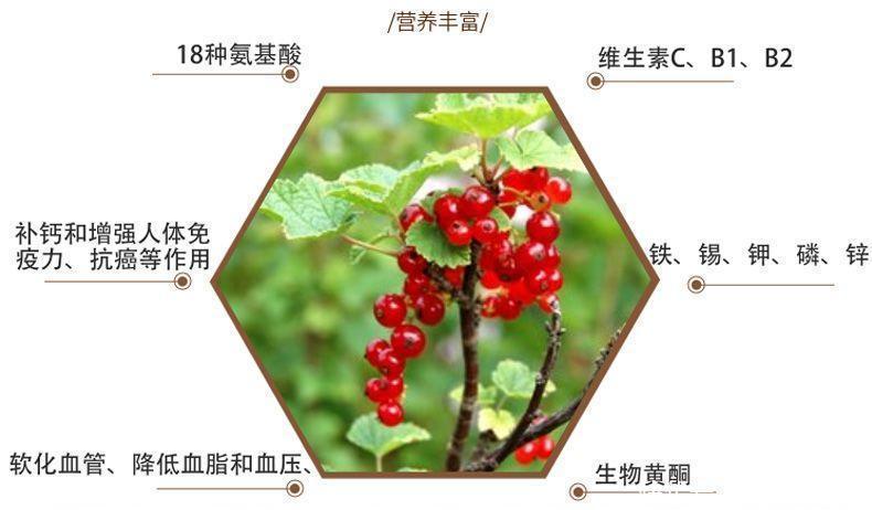 适应能力|盆栽一棵小果树,结出一串红果果,全家人吃不完!