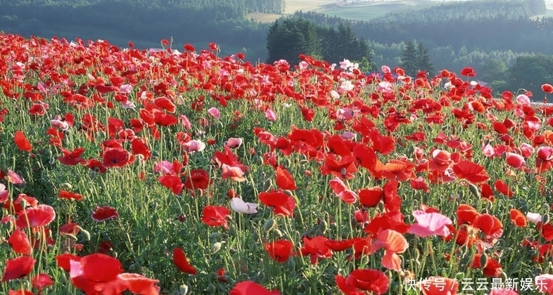 毒品|金三角盛产毒品,为何不派军队剿灭?专家:想法过于单纯