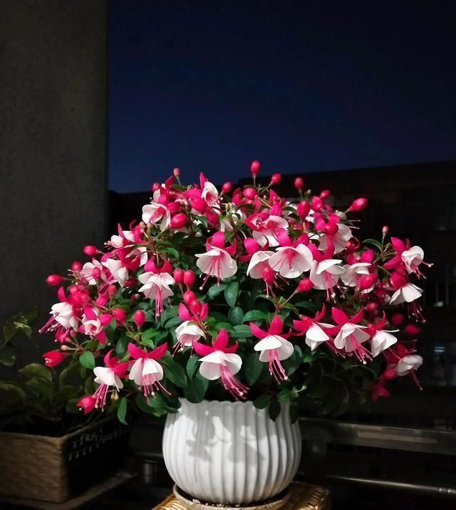 别养绿萝吊兰了,室内绿植选这款,花型漂亮,四季开花,更值得养