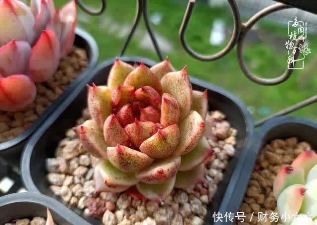 揭秘:那些干净又温暖的多肉照片从哪里来?