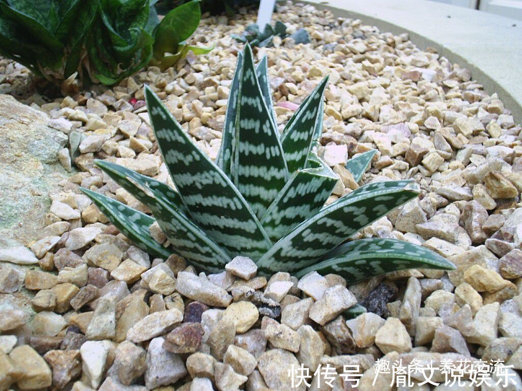 这种芦荟容易开花，叶子有蛇皮般的纹理，耐旱耐阴，为啥还能养死