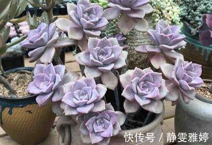 此款多肉植物，好养又贵气，易爆头长成小老桩，养花大神都爱养！