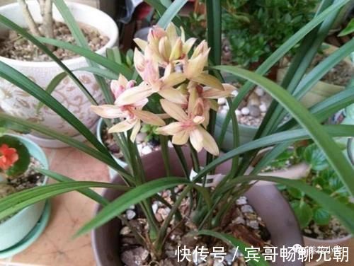 园土|家庭养兰花，就怕4种错误养护，难怪总是养不好