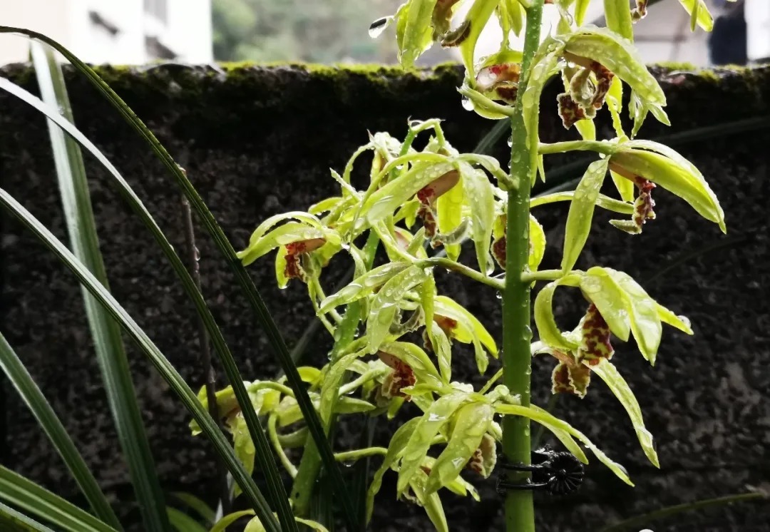 兰花浇水,“干透再浇”和“想浇就浇”,哪个更好?