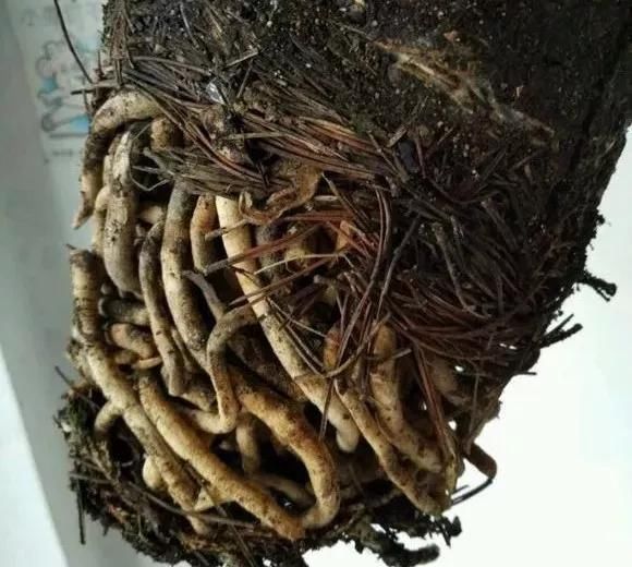 正确|5种花“专吃土”,砸开花盆全是“大块根”,这么做才正确