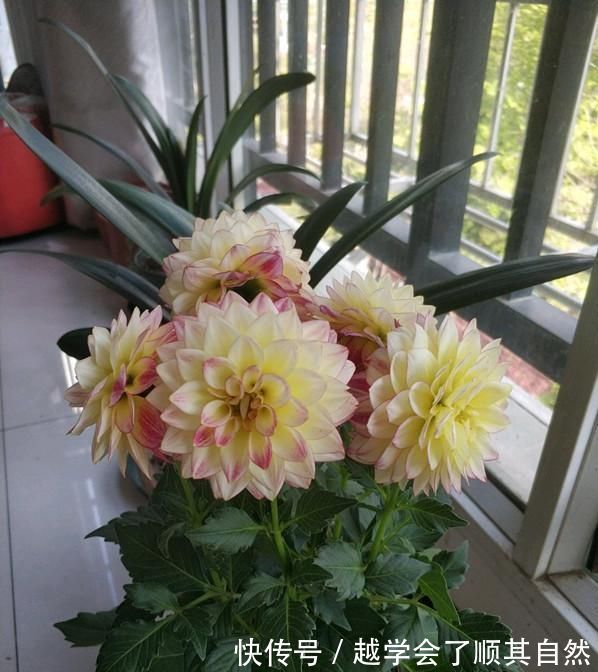 牡丹|此花是世界名花,美丽不输牡丹,开花勤快,养护简单,是盆栽佳品