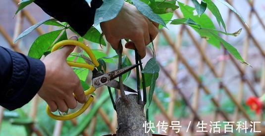 养发|夏天养发财树，大水大肥“大剪刀”，新芽冒的欢，半年大一圈