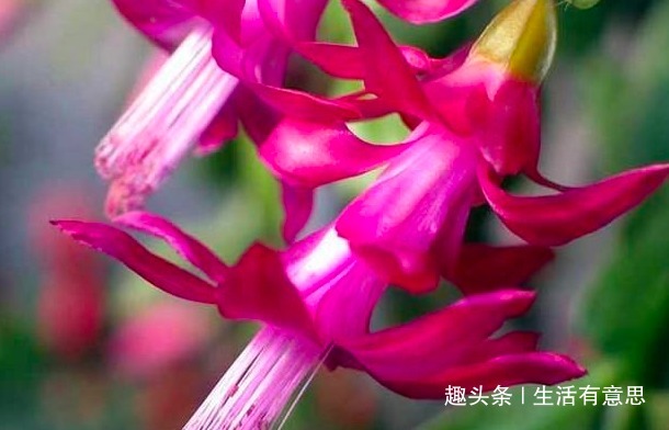 老花匠提醒想要蟹爪兰开花多，除了浇水和施肥，还有几点要注意