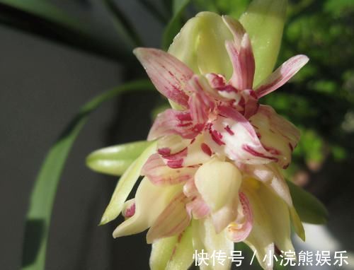 此兰|此兰被誉为多瓣奇花经典之首，花中有花，簇拥开放，便宜还好养