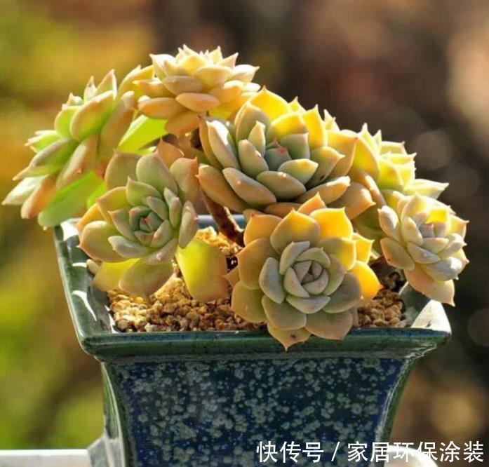 徒长|室内养花容易徒长?教你2个方法,第2种效果最好,大棚主都在用
