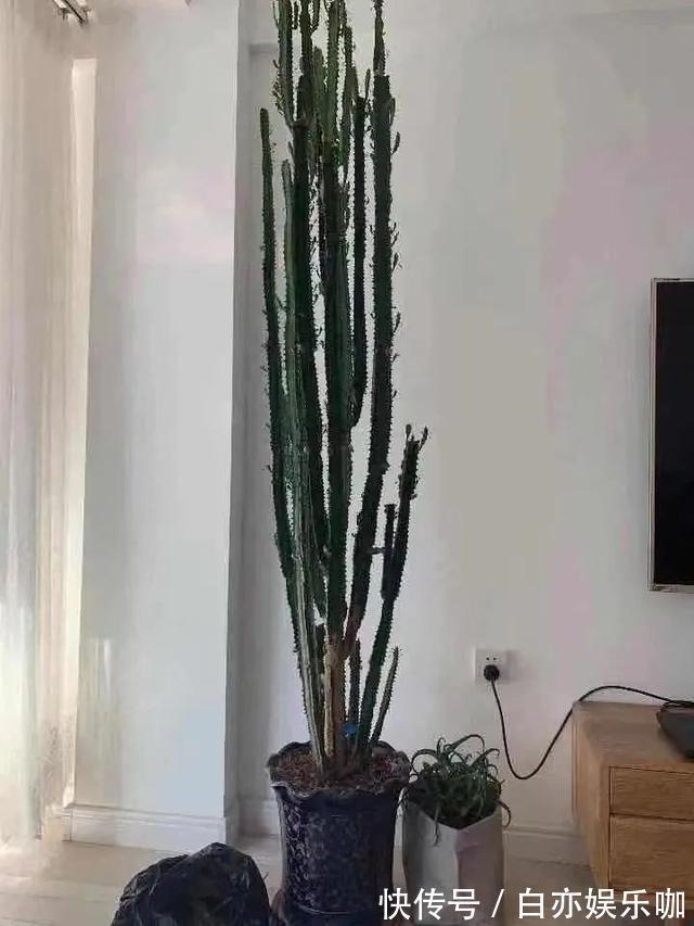 客厅|客厅养花就选这六种,寿命长、寓意好,省心又好养,你家养了几种