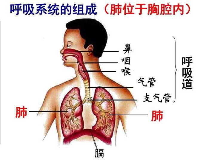 直肠也会 呼吸 科学家发现直肠也能吸氧 灌肠将成输氧新方式 天合乐学帮助家长发现孩子的更多可能