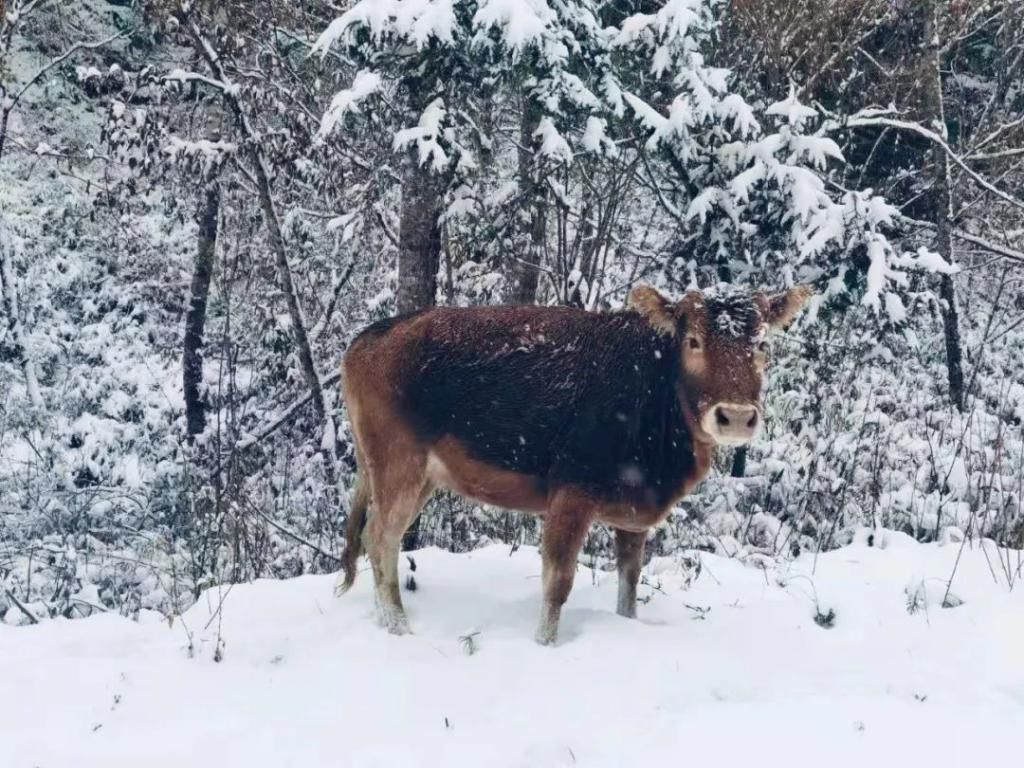 县区|初雪！周边县区雪景美图来袭！