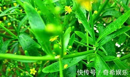 土高丽参|农村的这3种野菜可以开胃建脾，补中益气，一起来看看吧