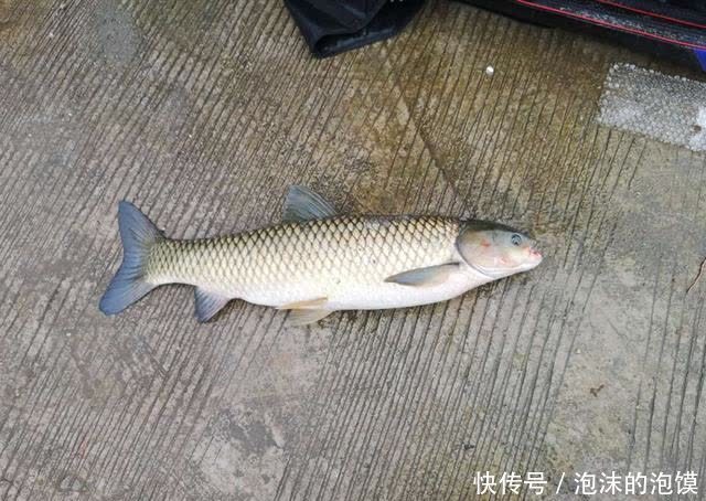 鲢鳙|盘点几种夏天野钓的天然重窝,切记准备要大钩粗线
