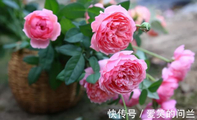 浇水|夏季月季开花“又小又丑”？别害怕，因为它在夏季需要这样做