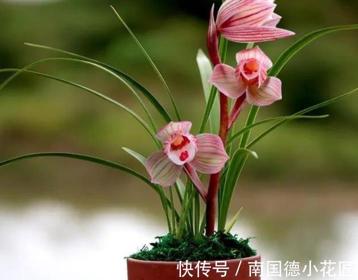 兰花|秋天兰花生长进入关键期,3件事可不能偷懒,不然花量减半长势差