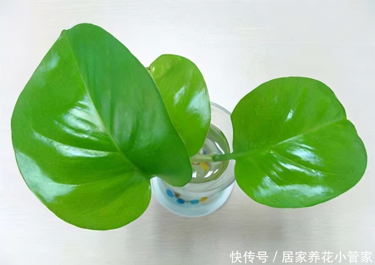 香蕉皮不要扔,用来养花好处多