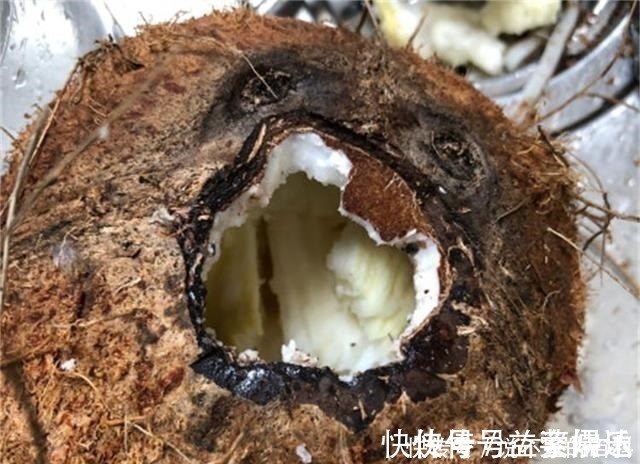 根系|兰花长不好,把这2水果壳塞盆里,根系又多又白,苗势很旺!