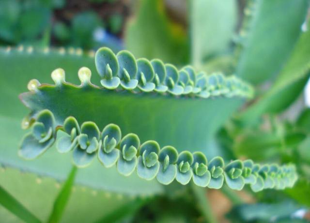 第一次养花选什么就养这2种，放在盆里自己繁殖，太好养了