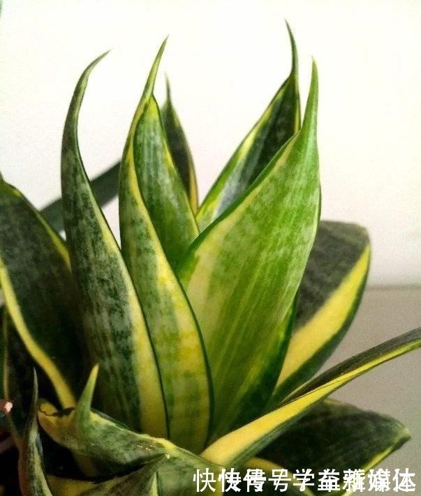 铁线蕨|12种耐阴花，适合养在卫生间里，光不好也能呼呼长！