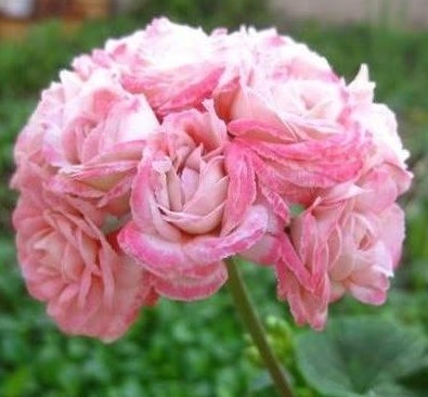 家里再有种“东西”可别扔,春天用来养花,透水又透气,好用!