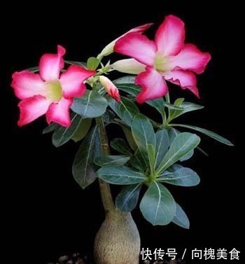 花花|沙漠玫瑰不难养，15天冒新芽，年年都开花！