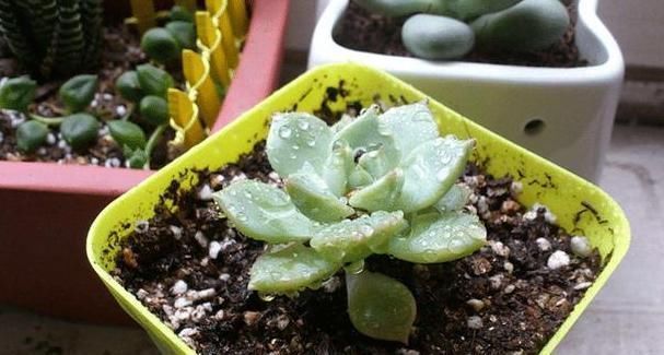阳台上的一盆多肉植物“撑裂”成这个样子我以为只是淋雨淋的