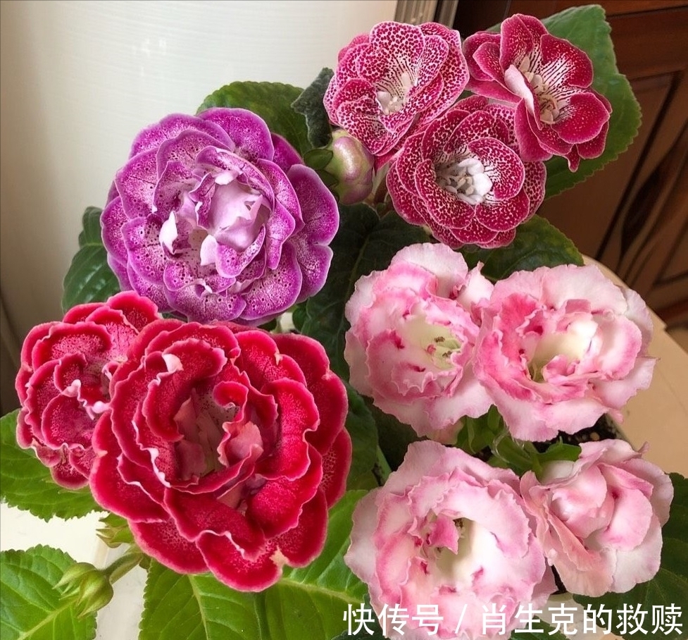 家里养盆“假牡丹”,切碎叶子也“生娃”,堪称阳台“富贵花”