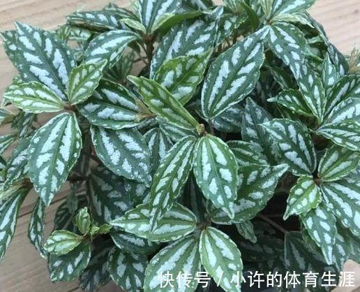 农历10月初1霜降后，养什么花？以下3种花，七星报喜八节安康