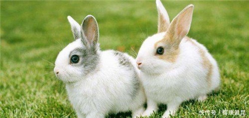 王八|俗语:“千年王八万年龟”,下一句更为经典,道尽人生真谛