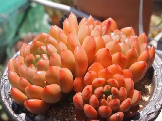 多肉植物颜色不红，怎么办教你2招，叶子变得肉嘟嘟，鲜艳发亮