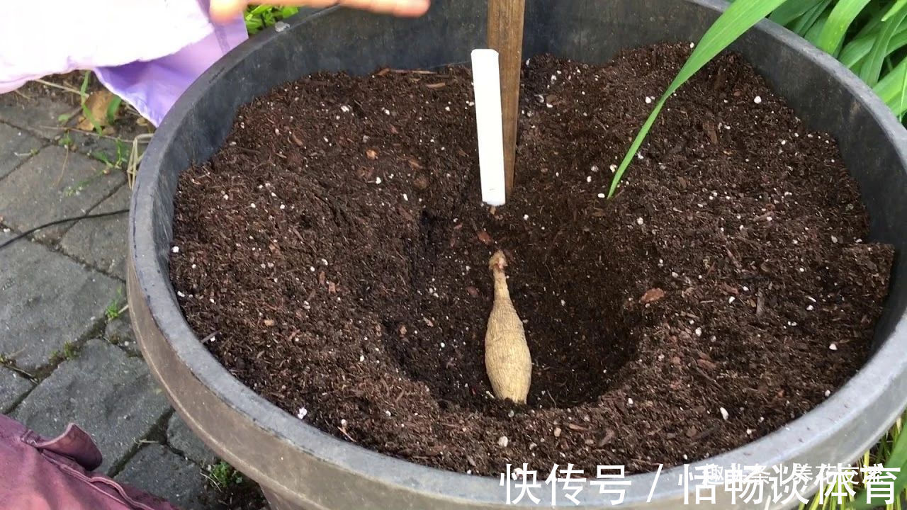 种大丽花的准备工作，温带和亚热带地区盆栽养护攻略