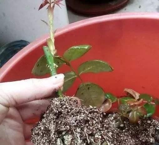 过期的“小药片”磨成粉养花，比生根剂、多菌灵“效果”还要好