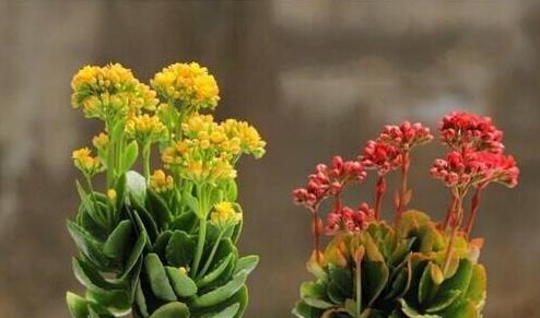 长寿花，夏季不做“2件事”，根不烂，叶不黄，侧芽长不停