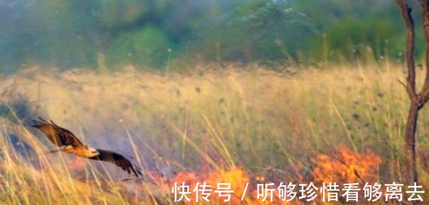 指纹|完全冻结的木蛙,与人类指纹几乎相同的考拉,你不知道的生物知识