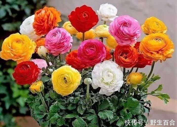 养此款花卉，花大服盆快，花色艳丽，花开枝繁叶茂，美