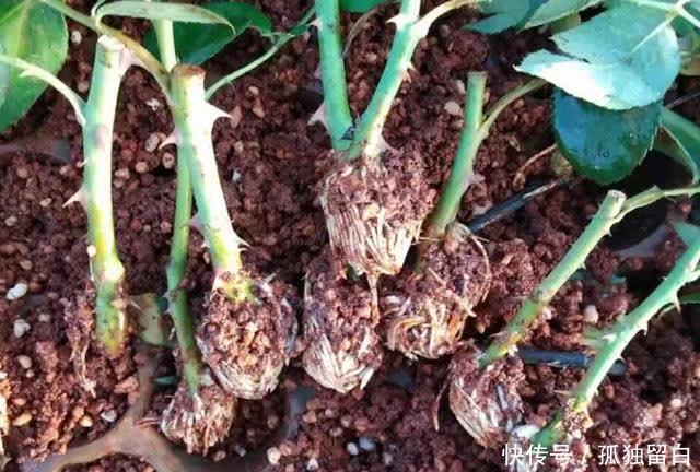 病弱苗|月季新苗、病弱苗这样养护,很快恢复生长,开花又香又多