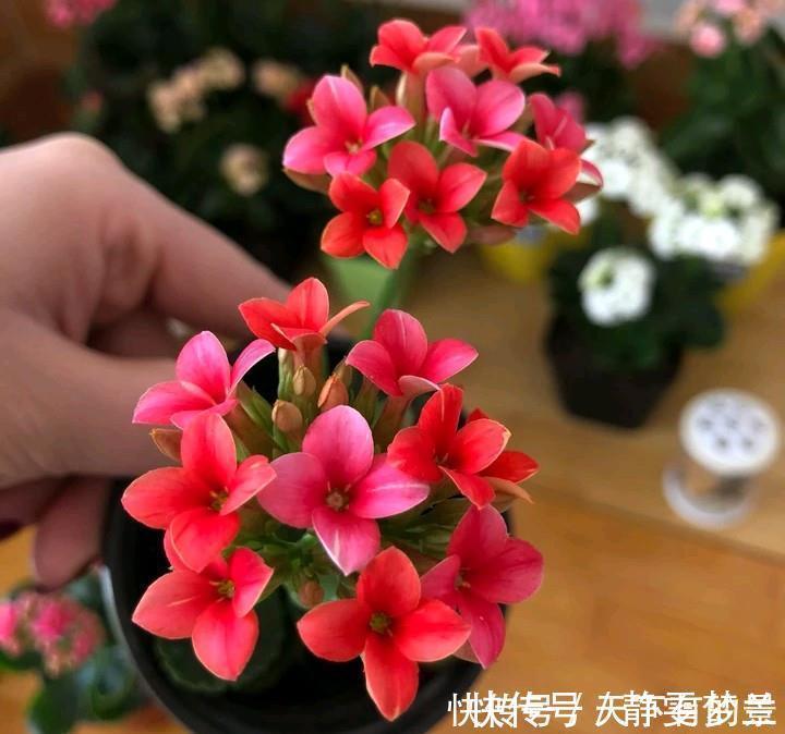 长寿花有“三怕”,入冬养护得避开,养成小老桩,清香宜人小半年