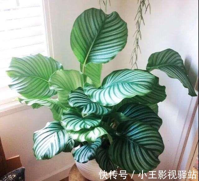 养护|5种“耐阴花”,家里采光差,一样常开花,高端大气又好养