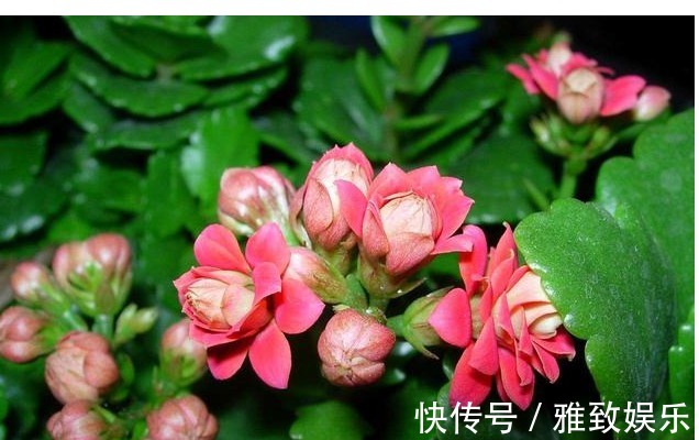 冬天最适合养以下几种花,好养又易爆盆,零下的温度也冻不死