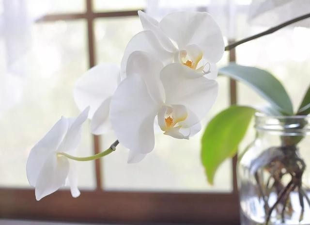 开花|蝴蝶兰难养不开花?教你我常用的4个“小窍门”,让它嗖嗖冒花苞