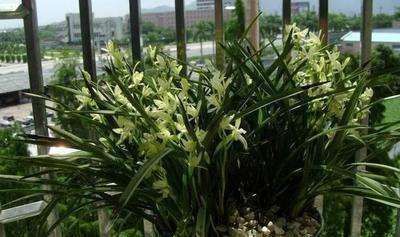 花盆里“杂草”能不能拔花店老板说漏嘴,才知好多人都做错了