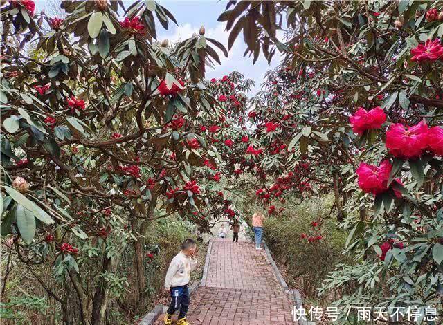 杜鹃花王景区：杜鹃花开映山红 醉美春色藏山中