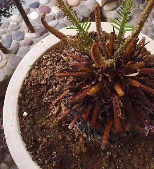 夏天浇花要注意，3种水扔了也别浇花，不然黄叶烂根，难过夏