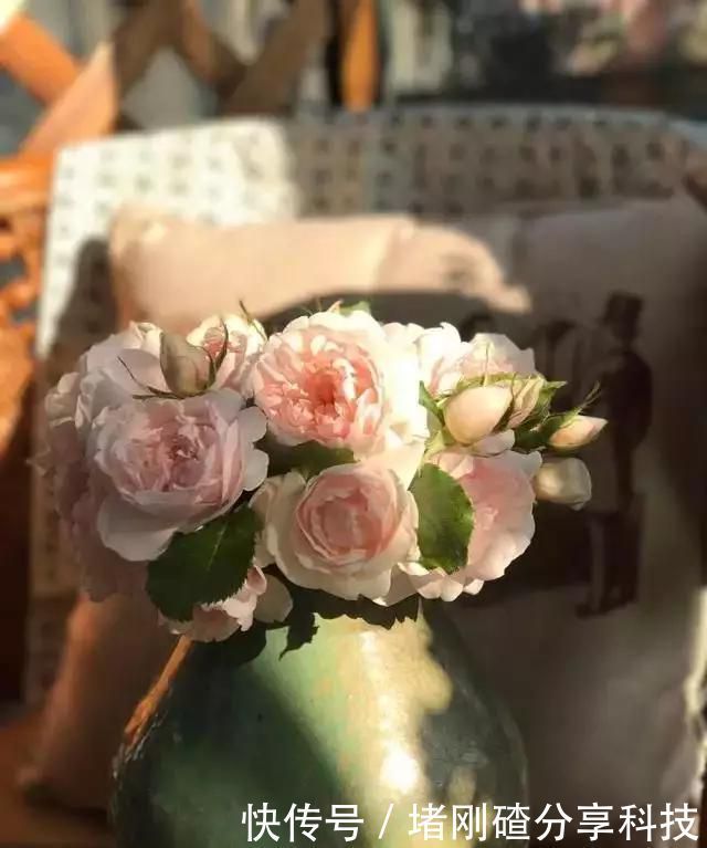 露台|两个孩子的妈妈,利用空闲时间,在露台打造出一片花的海洋