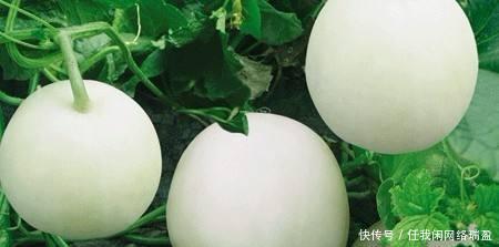 部位|甜瓜比西瓜更值得吃, 好吃不胖, 但小心它这个部位有剧毒!