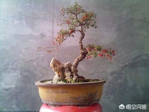 枸杞一般需要养几年才能养成盆景？