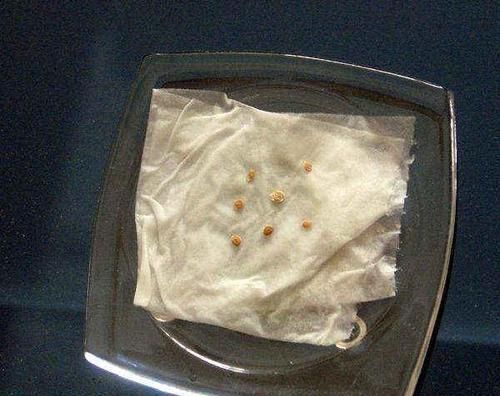 家里常用的卫生纸,拿来养花原来有这奇效,大白根窜的止不住