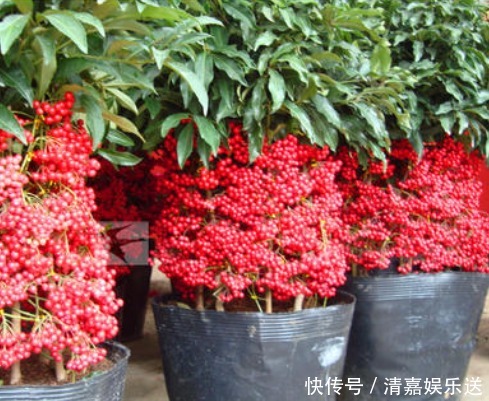 金钱树|“4种花卉”生意人偷着养,自己发财不告诉别人,摆在家中能发家